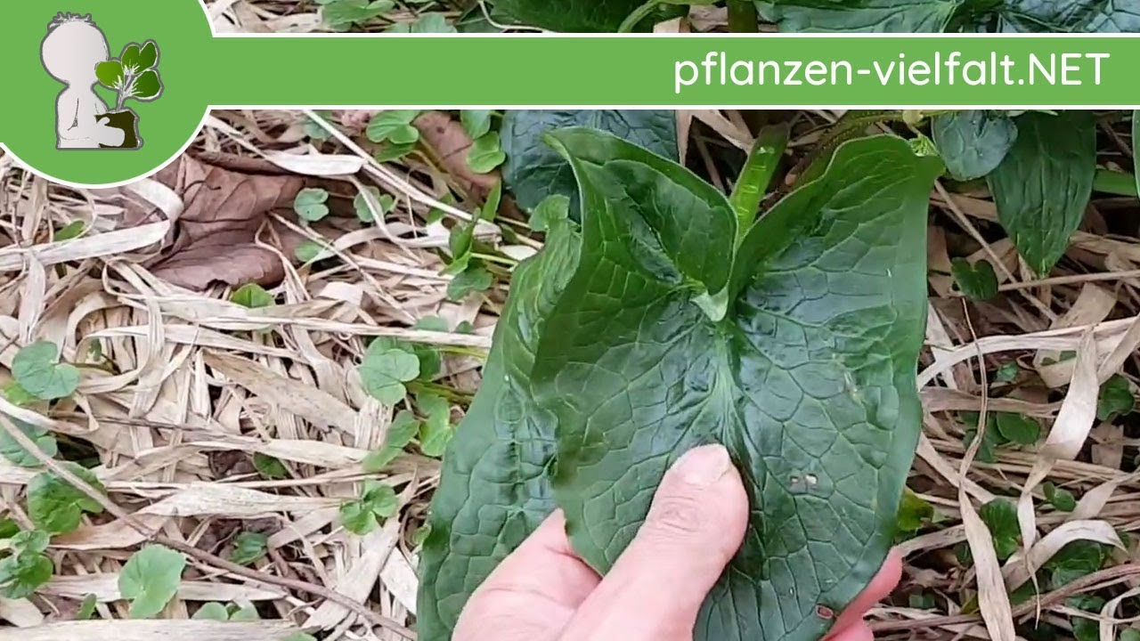 Gefleckter Aronstab - Bl&auml;tter - 13.04.18 (Arum maculatum) - Wildpflanzen-Bestimmung