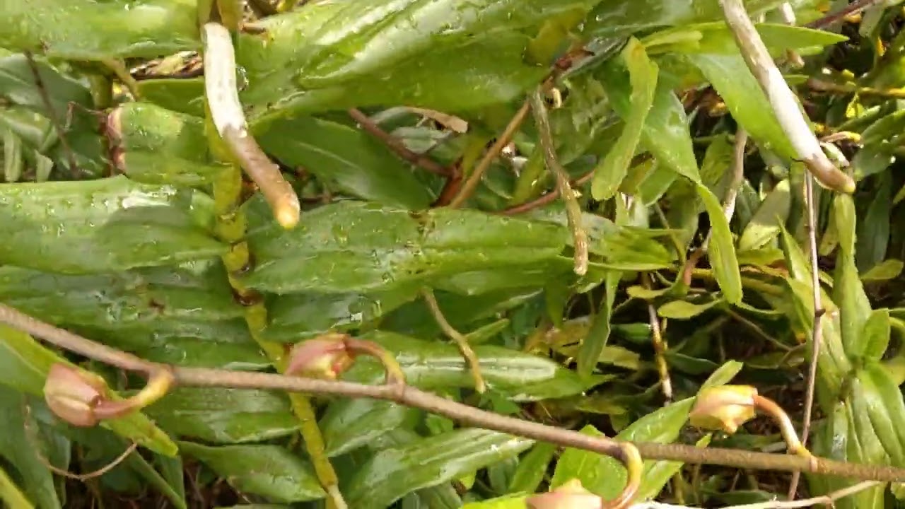 ORCHIDS -- Arachnis in full flower.