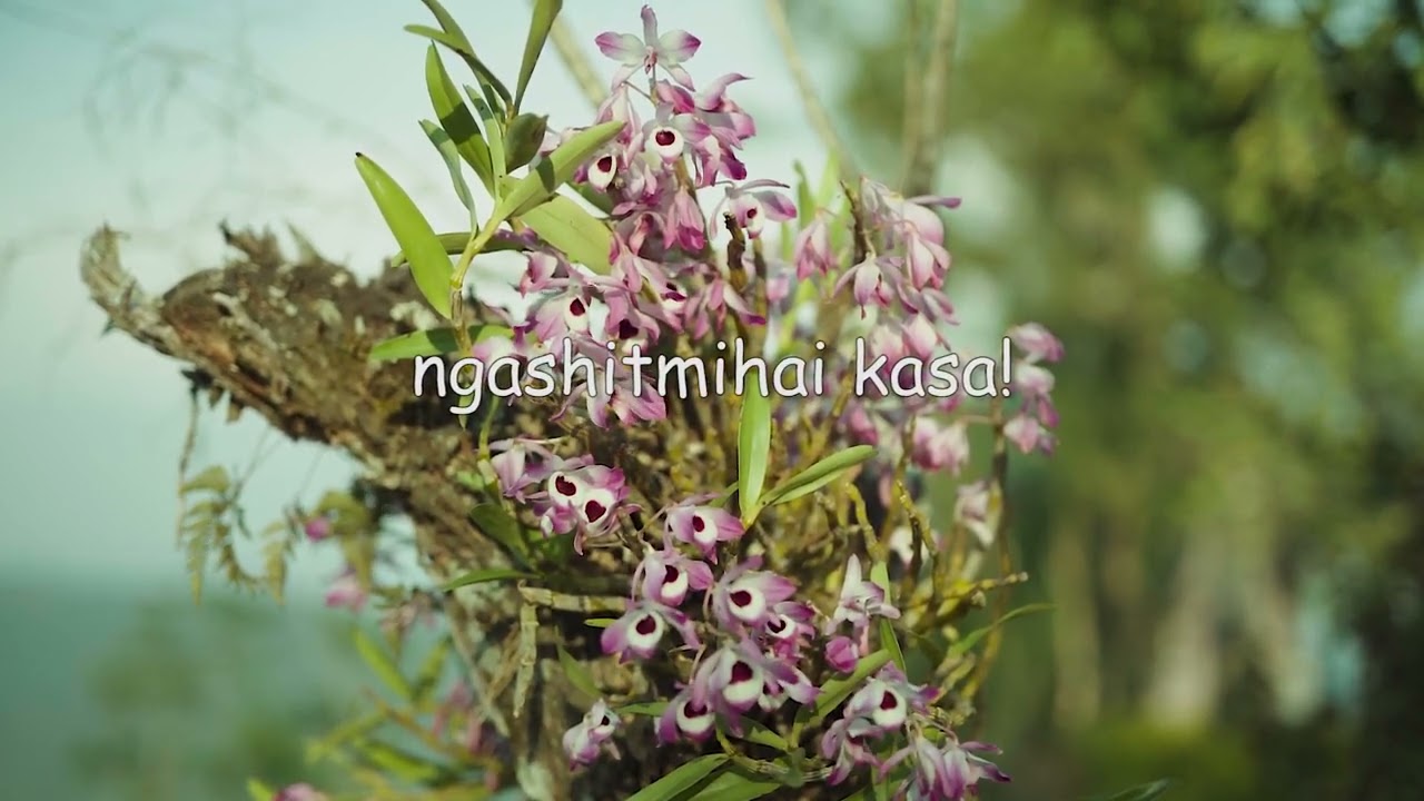 Chungsangla Jajo || Kashina Rahaira