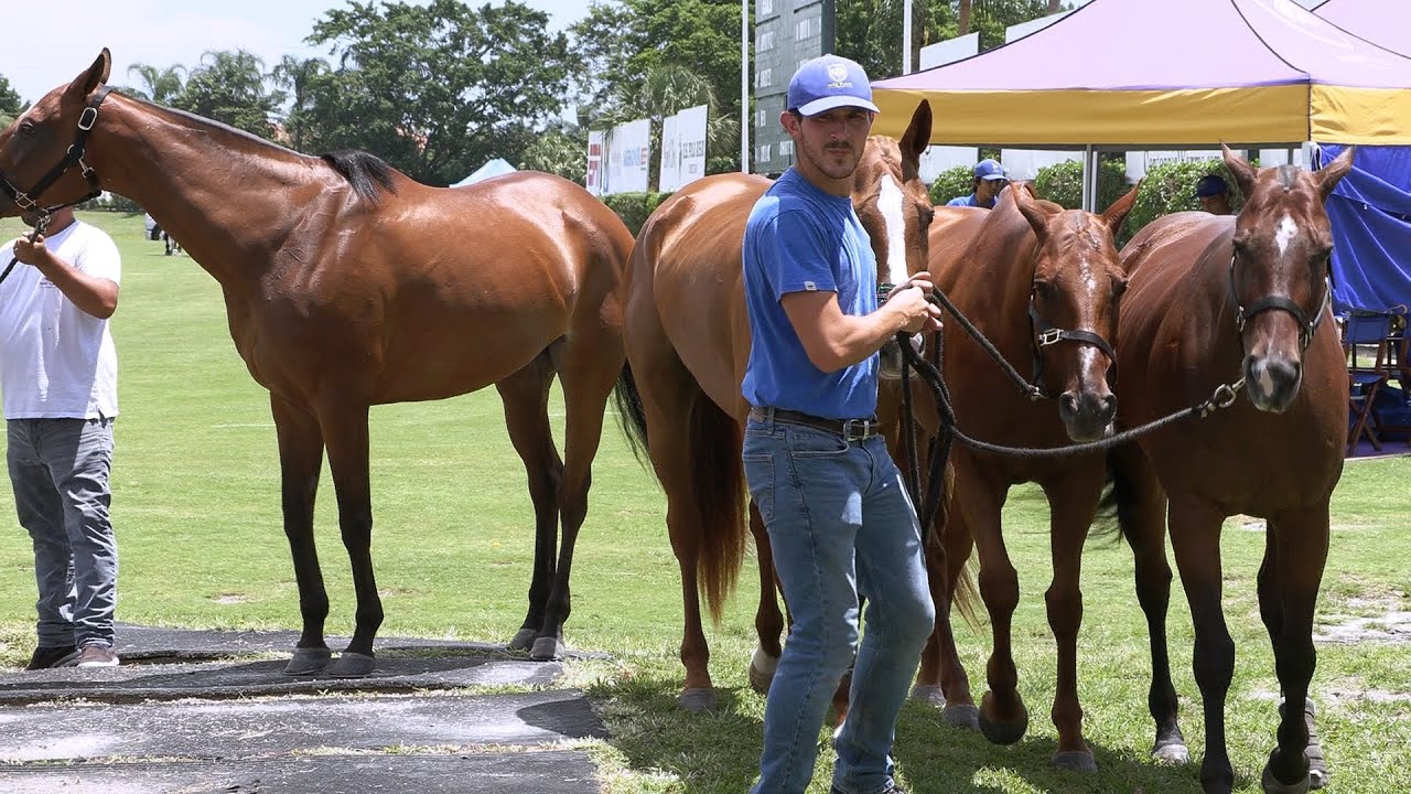 Working Horses with Park Place - Florida Gauntlet of Polo (Canon XF605)