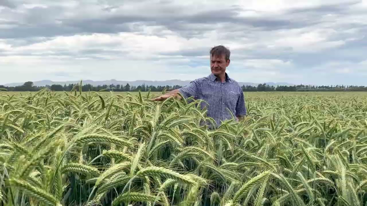 PGG Wrightson Grain's latest Feed Triticale: Ristretto!