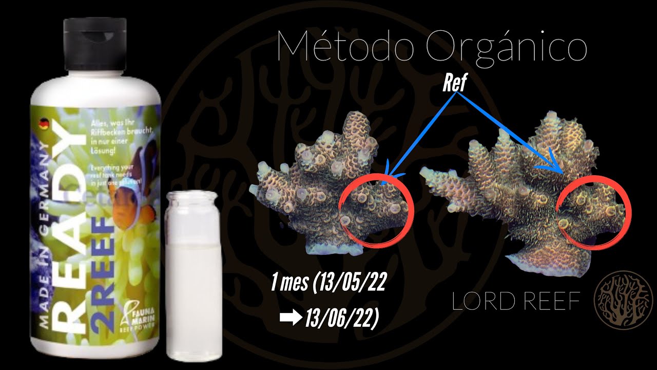 🤯 El MÉTODO ORGÁNICO de FAUNA MARIN ! ! ! 🔴 Ready2Reef 🔴