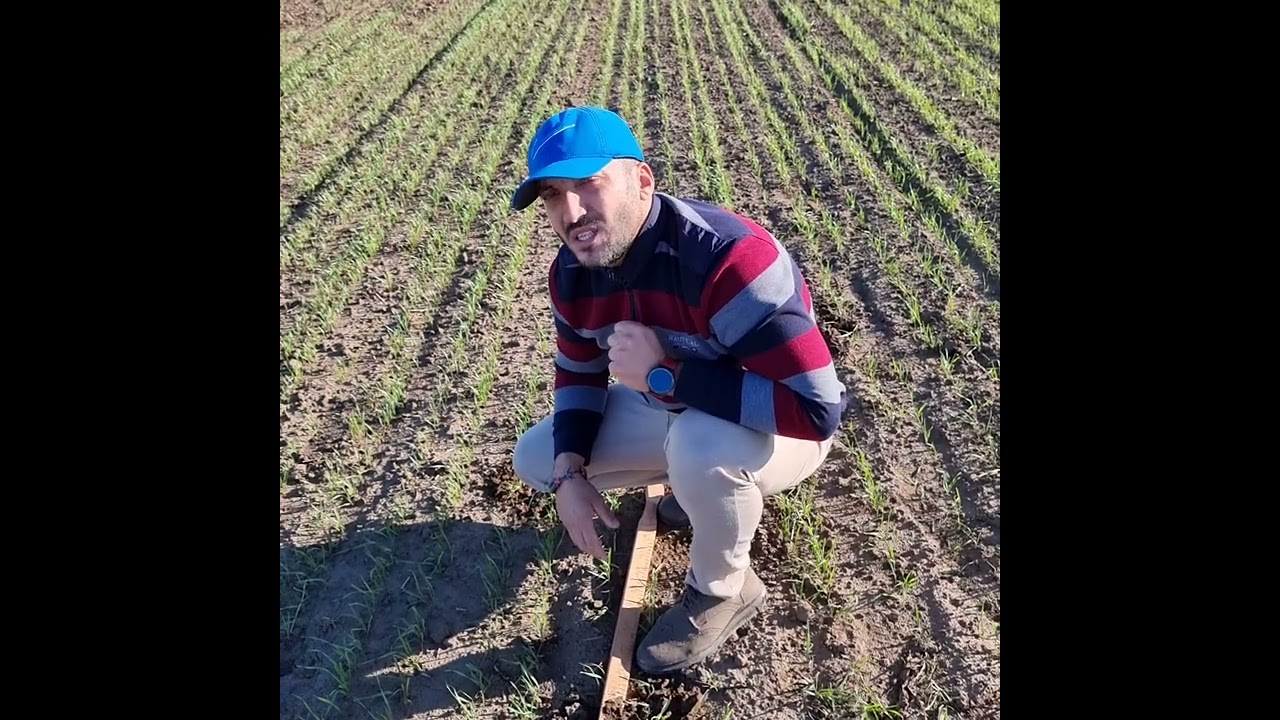 Musca cerealelor - atac din toamnă