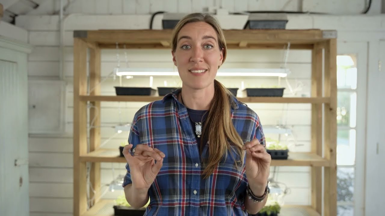 The Flower Growing Guide— Caring for Seedlings Indoors