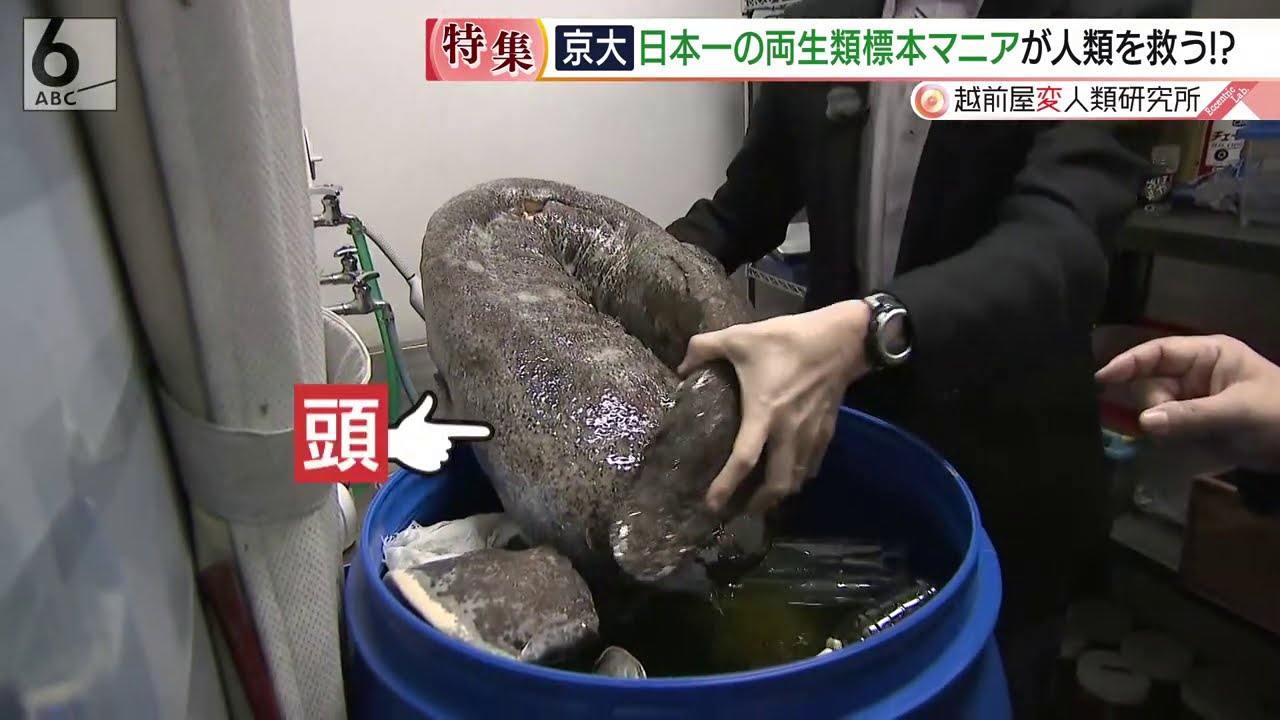 人類を救う!?京大の両生類標本マニア【越前屋変人類研究所】