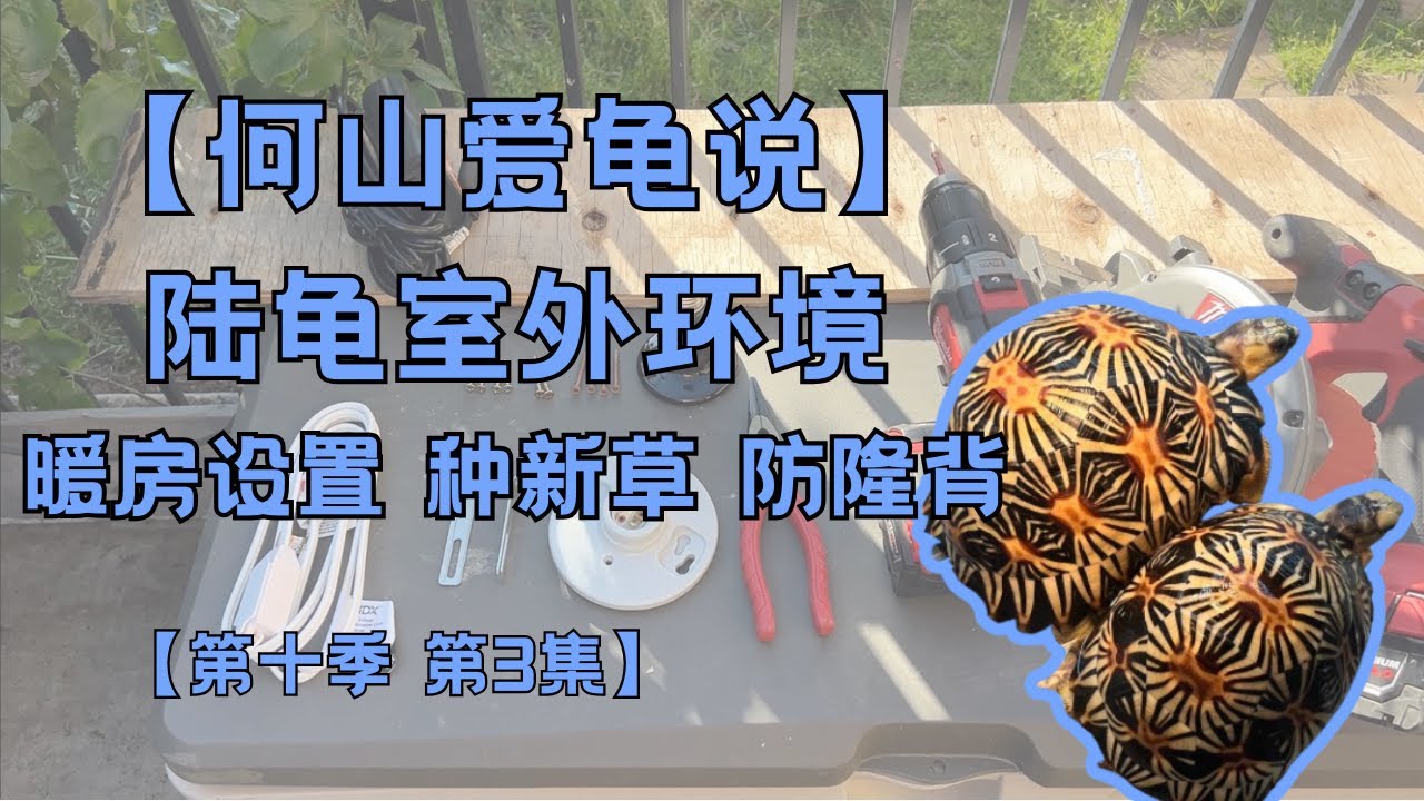 第十季 第3集：陆龟室外环境和暖房｜何山爱龟说｜从零开始种草坪｜室内防隆背要点｜印度星龟｜缅甸星龟｜辐射陆龟｜