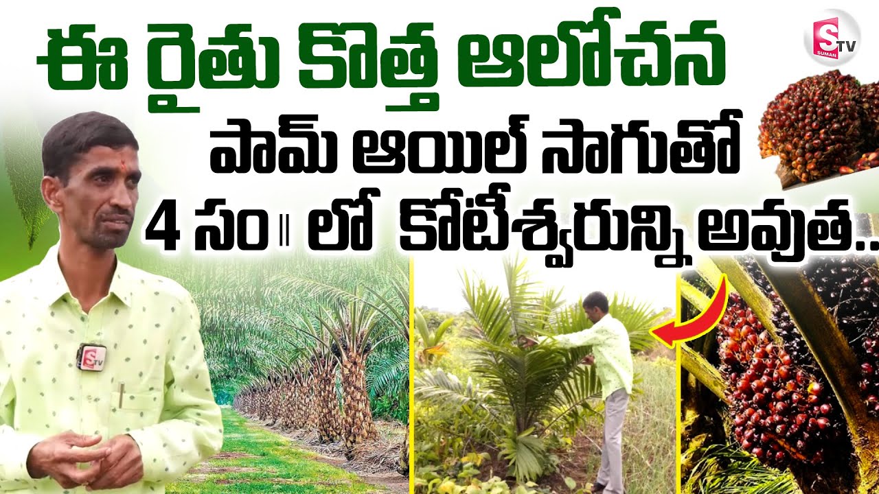 Palm Oil Cultivation | Oil Palm Farming | Tips For Raising Oil Palm Garden | @Sumantv-Nizamabad