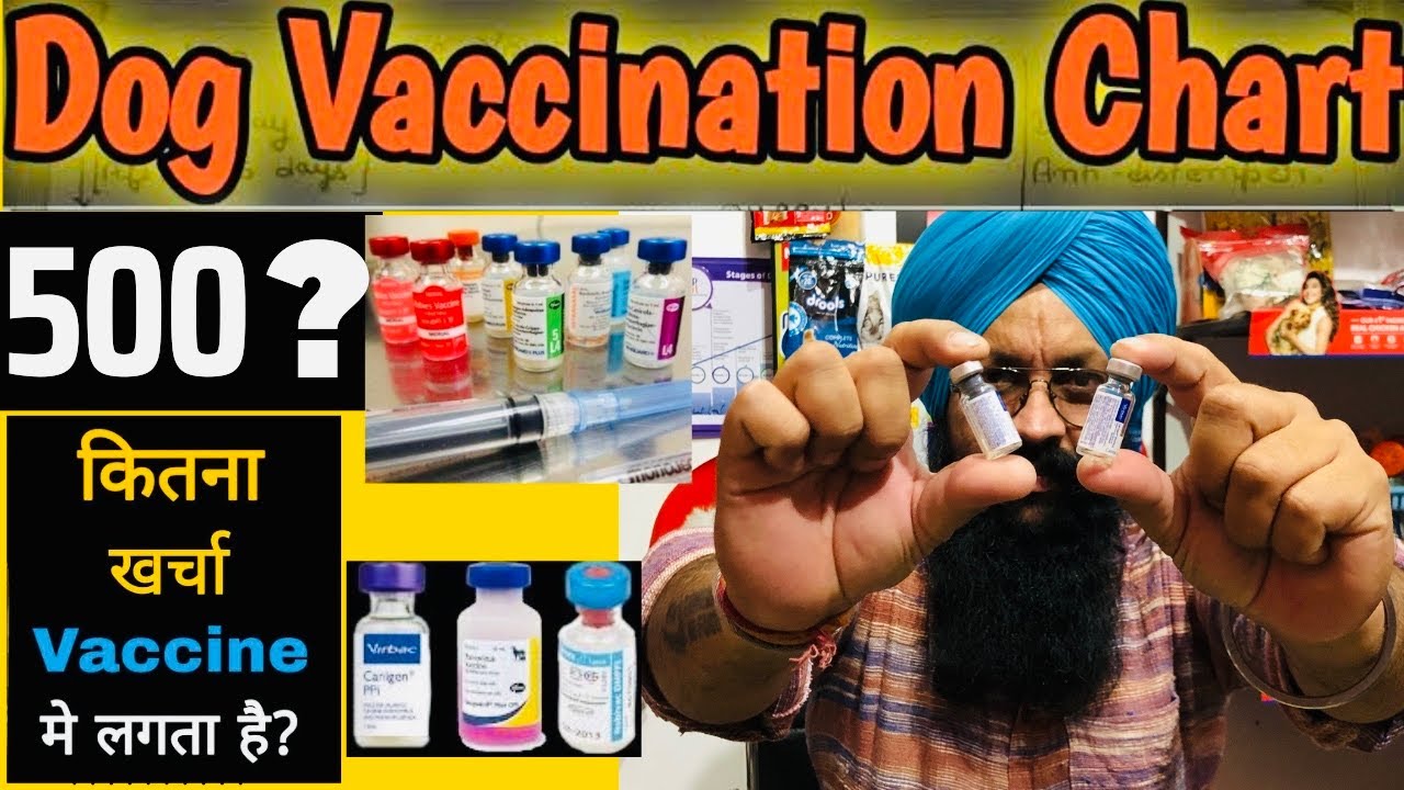 Puppy || Dog Vaccination Schedule - Live Questions and Answers Session - Bhola Shola #316