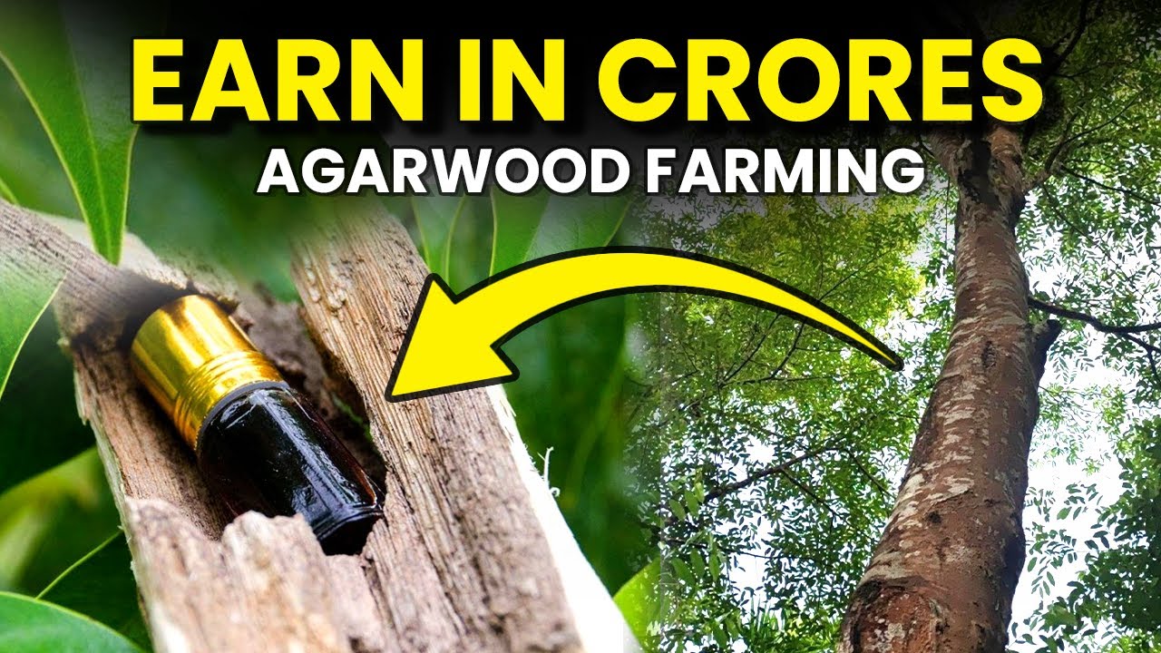 Can You REALLY Make Money with Agarwood Farming? | How to Start Agarwood Cultivation
