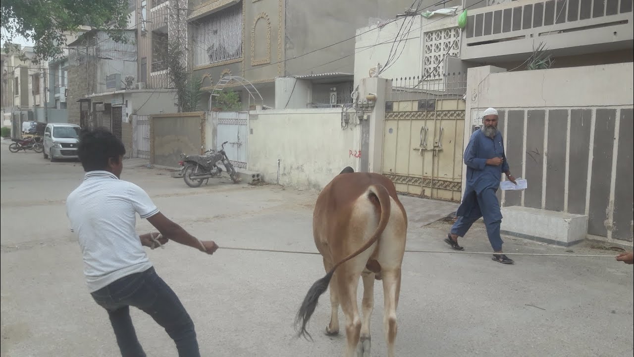 Itni masoom gay bhag gai 🐂🐮🐮🐂