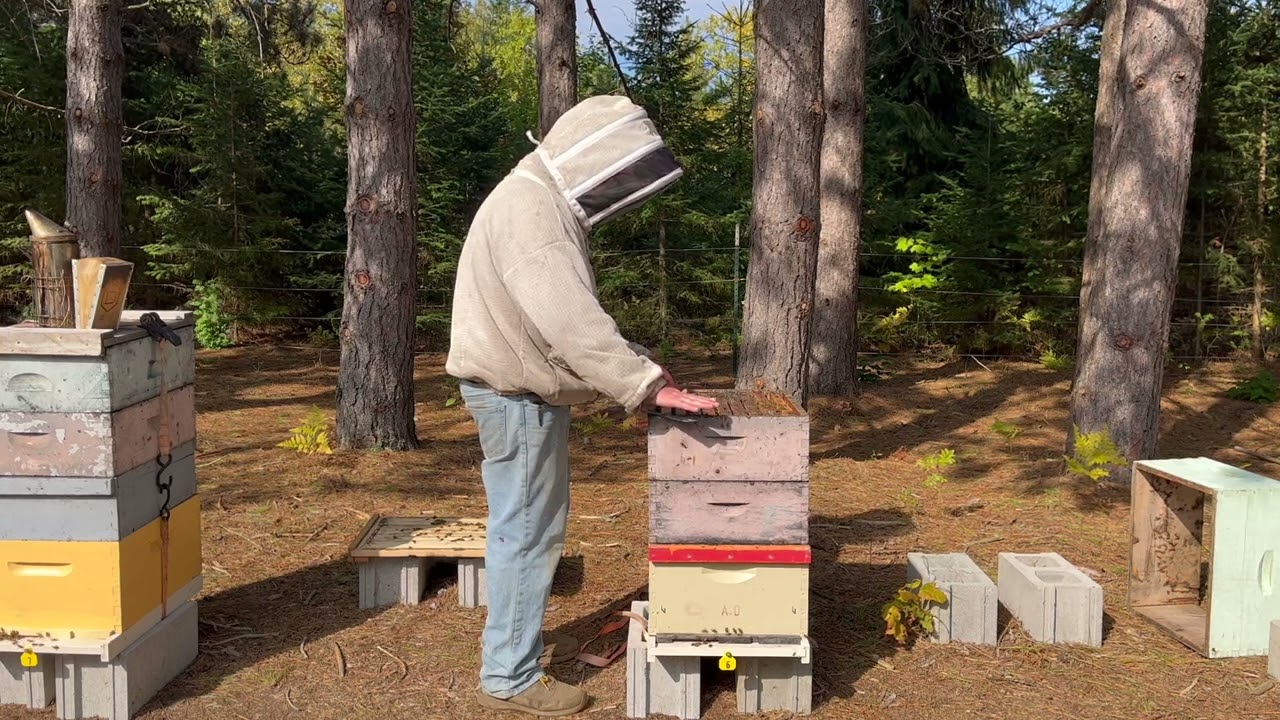 Practice 10: Bee Calm Bee Well: Active Meditation