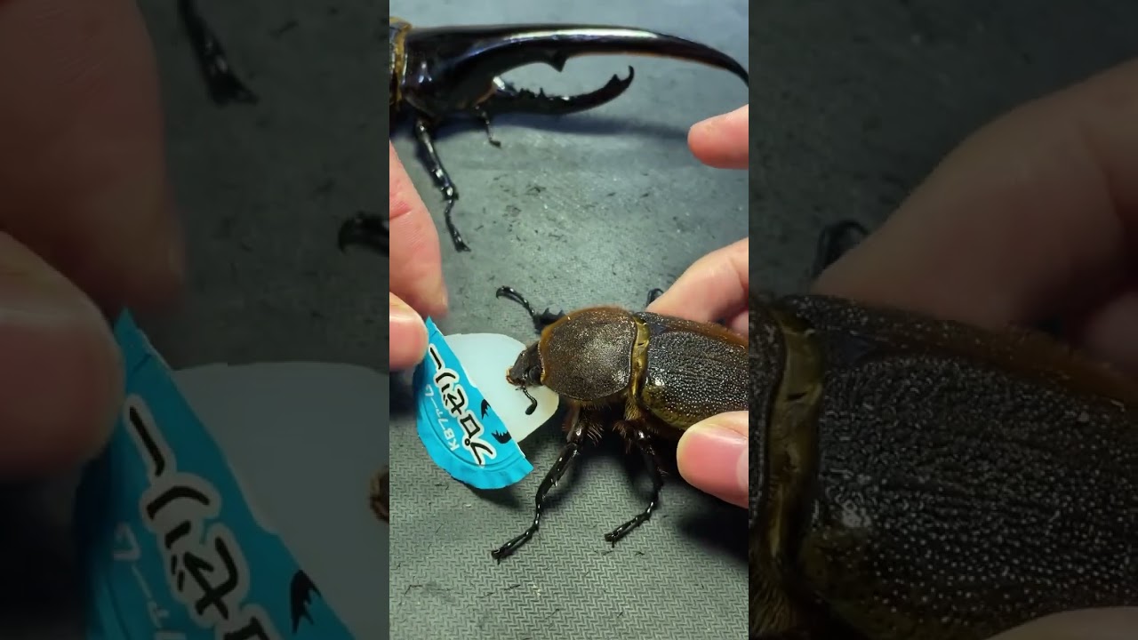 Feeding beetle jelly to Hercules beetles