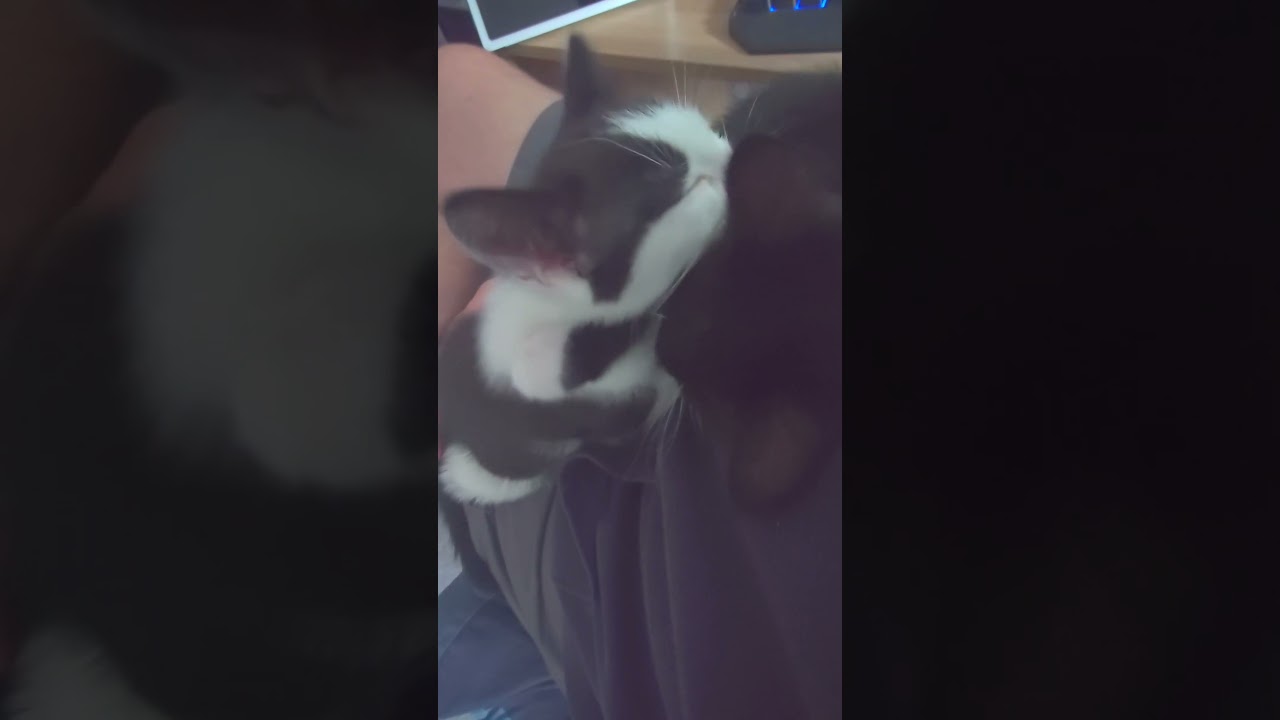 Eight Week Old Kittens Clean Each Other After Eating