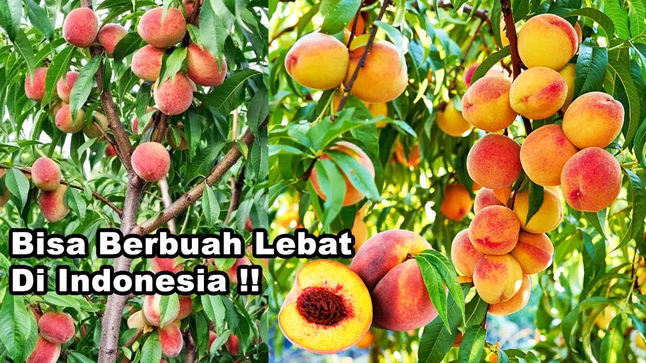 Cara Menanam Buah PERSIK di Indonesia Agar Cepat Berbuah Lebat - How To Grow Peach Tree