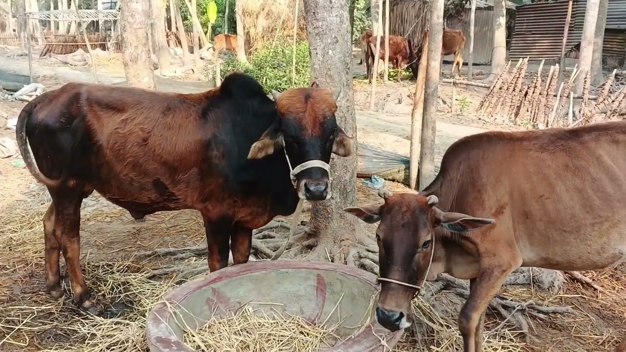 আমাদের গরু সকাল বেলা কি কি খায় 