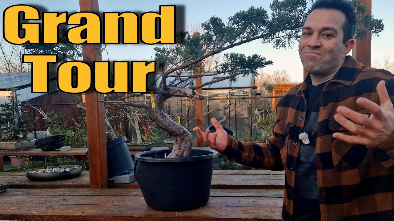 Winter Bonsai Garden Tour | Bonsai Styling Updates, Tree Health & Cold Season Care
