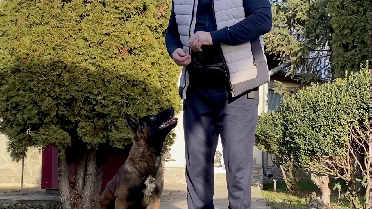 Predresaj cu Malinois