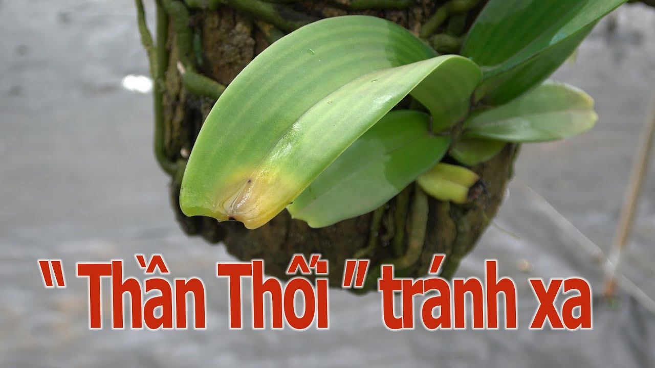 Ngăn Ngừa Bệnh Thối Cho Hoa Lan Trong Mùa Mưa Bão - Thầy Tám Ngọc - Lớp Học Trồng lan