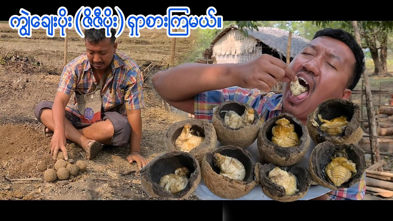 စိတ်၀င်စားစရာ ကျွဲချေးပိုး (ဇိဇီဥ- ချပိုး)သွားတူးပြီး စားကြည့်ကြရအောင်။