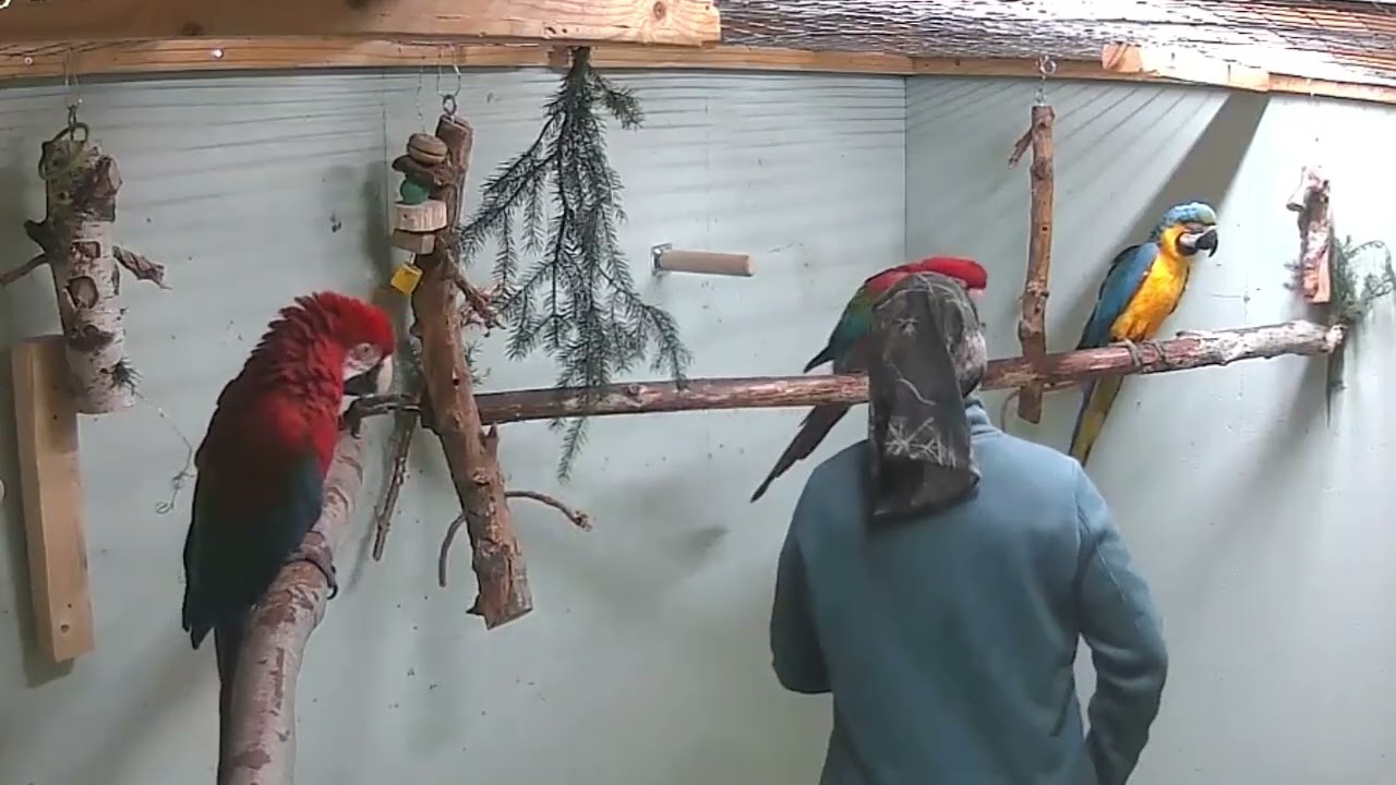 Nagelvård 🦜🦜🦜