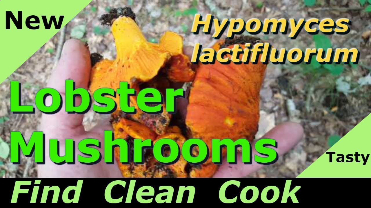 Найти грибы-лобстеры Clean Cook ID 2018&nbsp;&ndash; похожие&nbsp;&ndash; Hypomyces Lactifluorum Supper легко найти