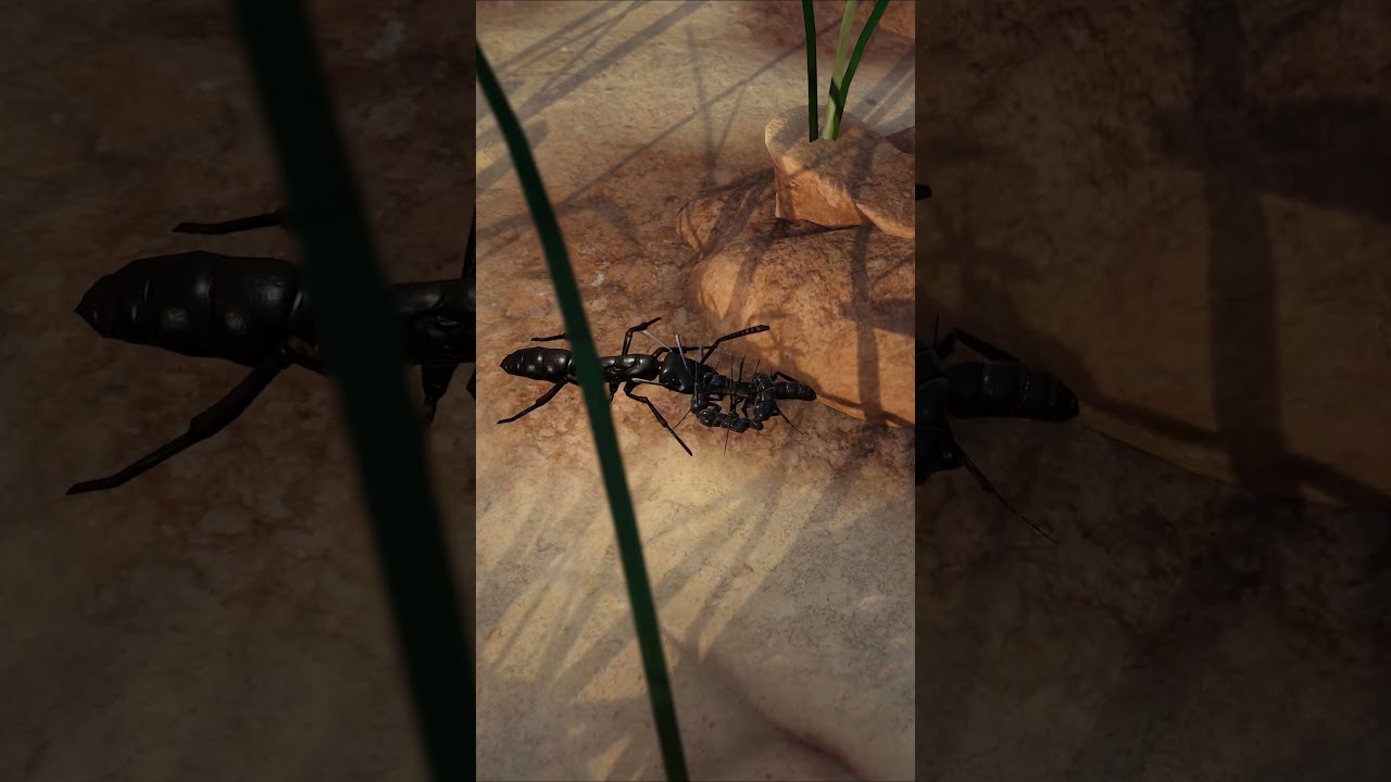 African Stink Ants #entomology #gaming #ants #bugs #africa #termites #rts #strategy