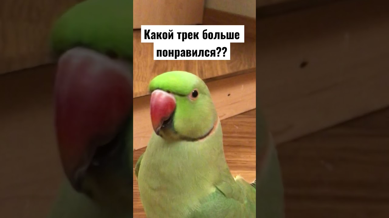 Какой трек больше понравился в прошлом видео или в этом?