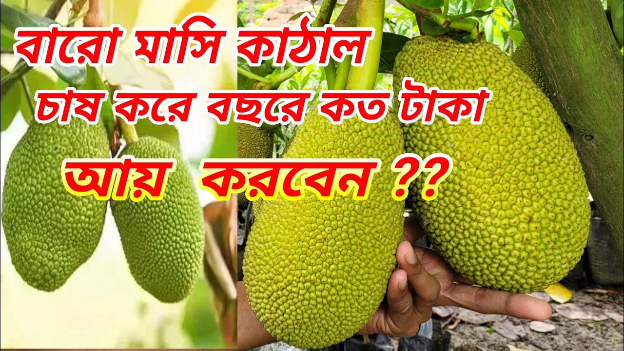 বিঘা প্রতি ১লাখ টাকা আয় করুন এই কাঁঠাল চাষ করে all time jackfruit farming.