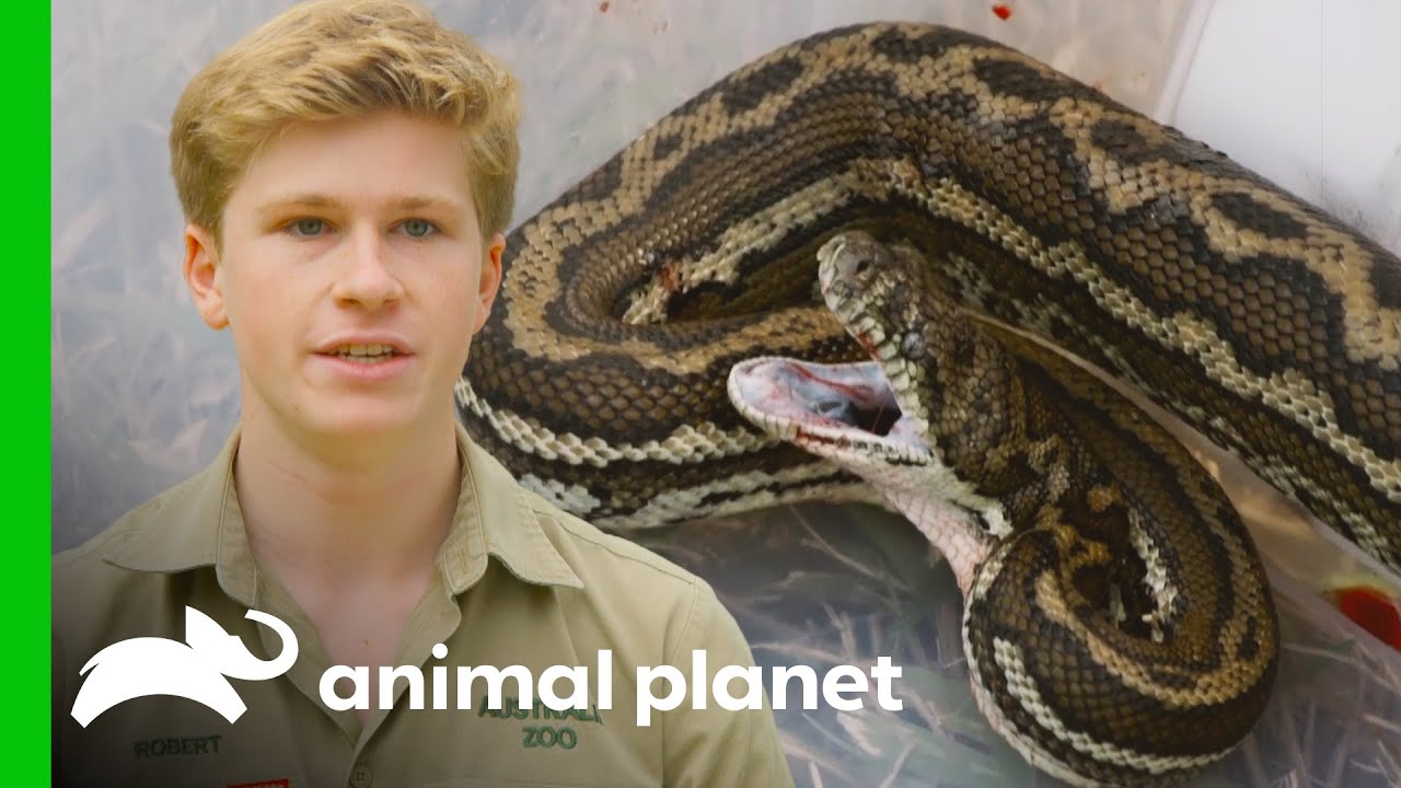 Robert Irwin and Team Help Save a Bleeding Snake! | Crikey! It's the Irwins