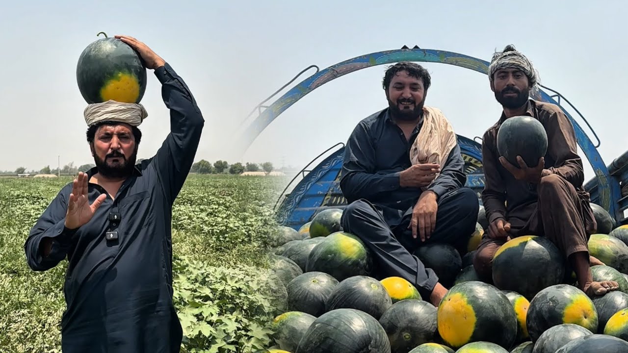 Tarboz Da Fresh Rate Punjab | Watermelon Price in Punjab | Anjum Saroya New Vlog | Anjum Saroya