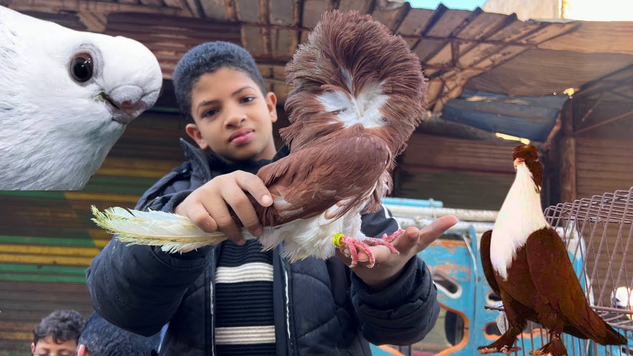جوله من داخل سوق دمياط اسعار الحمام الزينه ببلاش