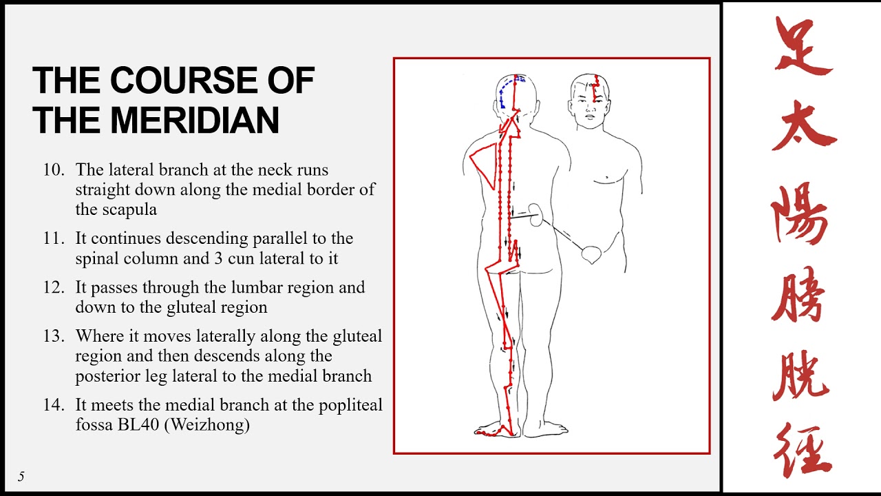 The bladder meridian of the foot taiyang part 1