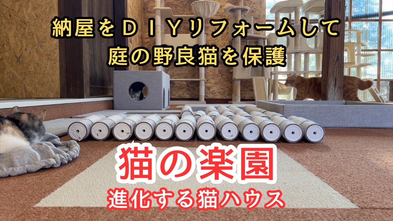 【猫の楽園】庭にいた野良猫兄弟を保護してキャットタワーを与えたら楽しすぎました【６台目】