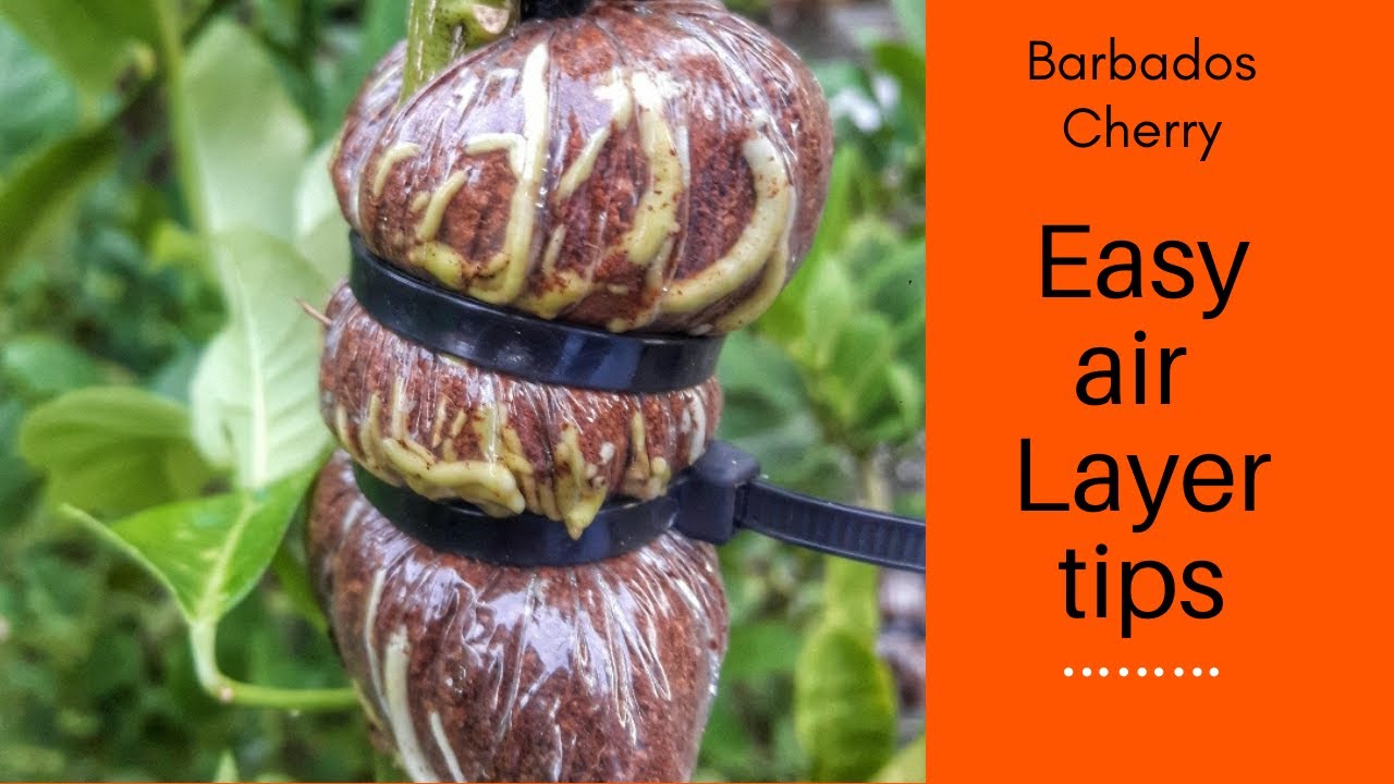 Easy Air Layer Barbados Cherry 4k