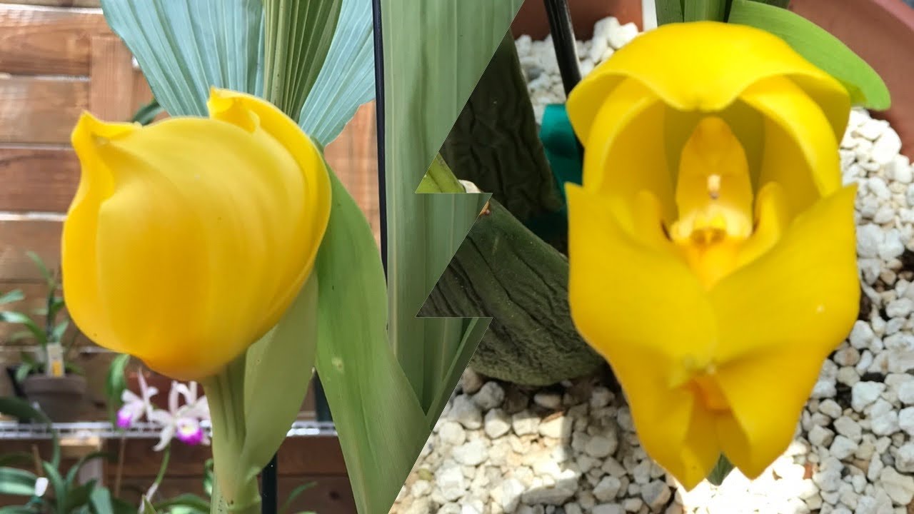 My orchid  in bloom: Anguloa clowesii or Tulip orchid
