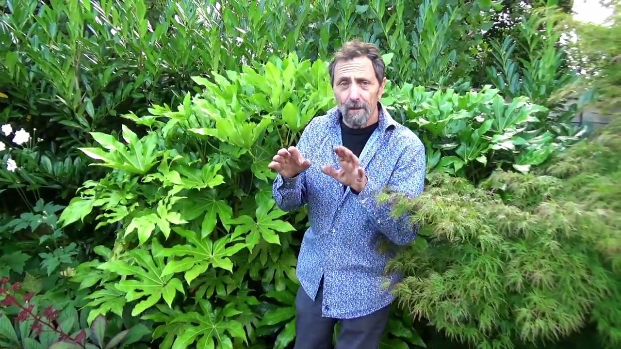 Shady Garden