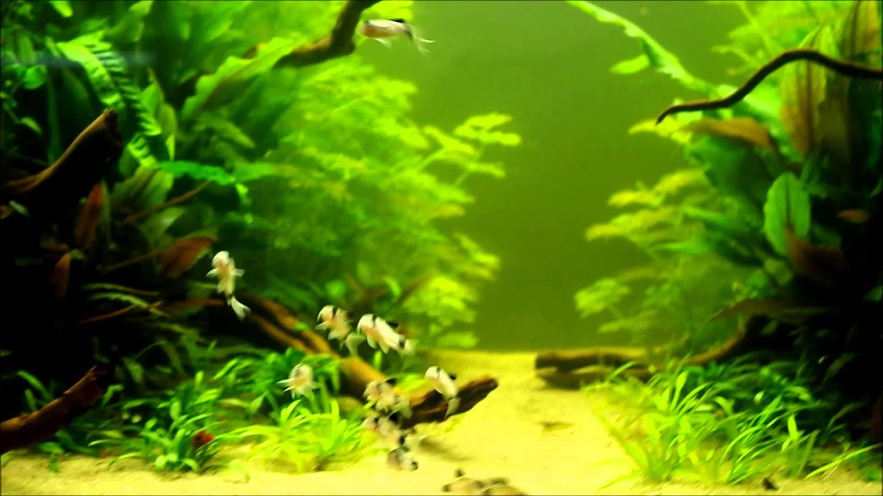 Corydoras panda