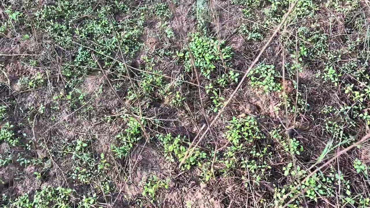 जंगल में प्राकृतिक व्यवस्थाएँ #nature #wild #farming #video #viral 