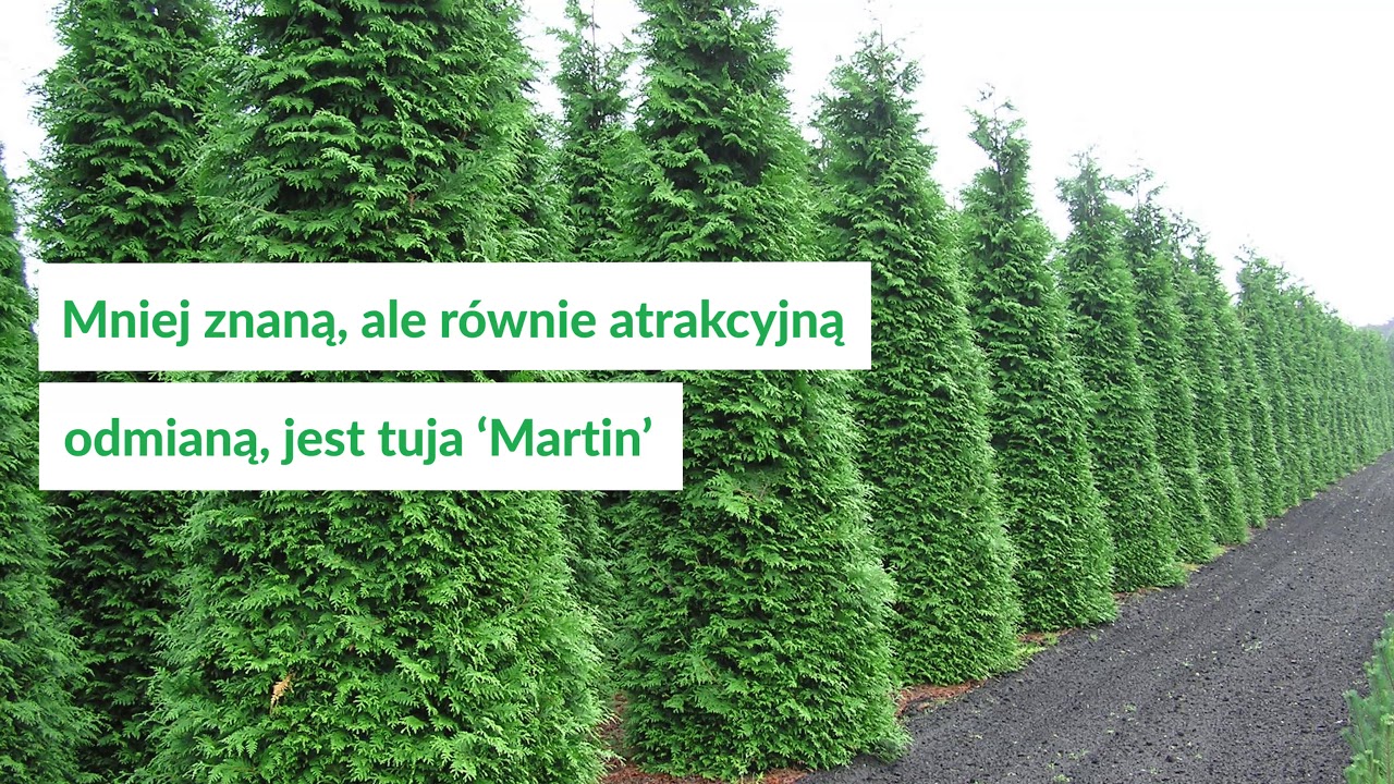 Tuja do ogrodu - 6 najlepszych odmian!