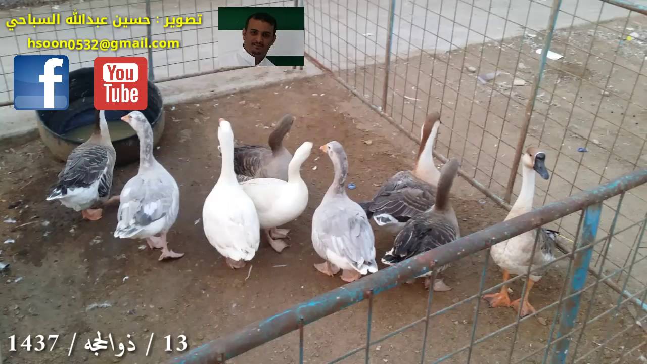 سوق الطيور جده تصوير : حسين عبدالله السباحي