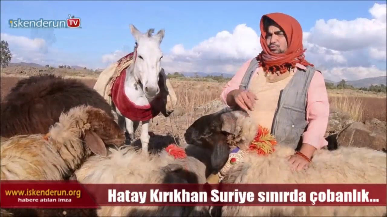 Suriye Sınırında asırlardır hayvancılık yapıyorlar…