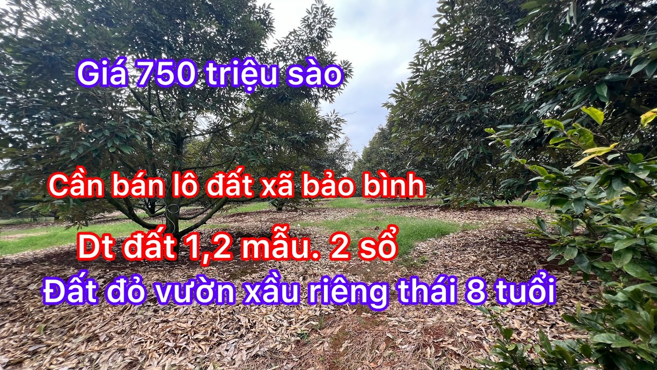 DCần bán lô đất vườn xầu riêng thái 8 năm tuổi dt 1,2 mẫu đất đỏ giá bao 750 triệu sào