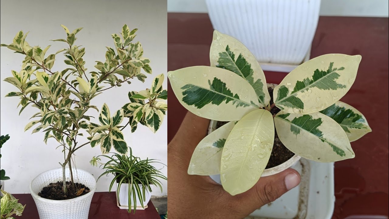 Jak łatwo wyhodować Ficus Starlight