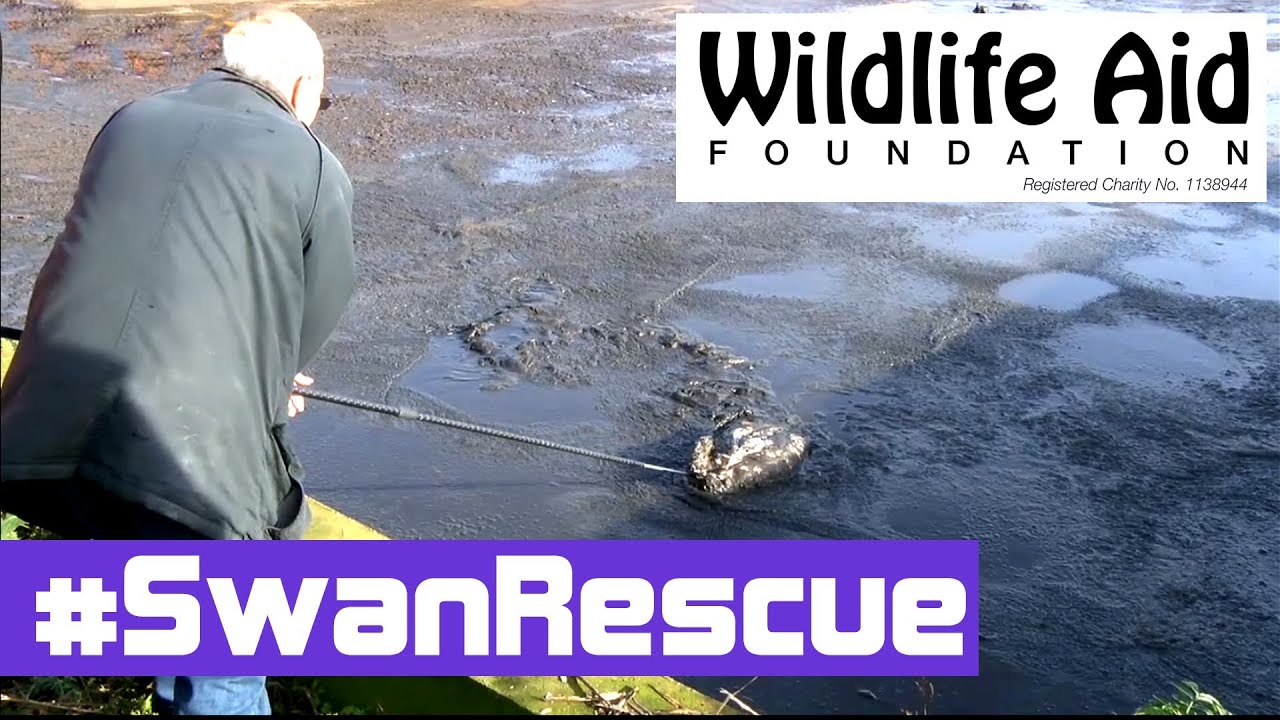 Beautiful Swan Rescued from the Horror of a Human Waste Tank