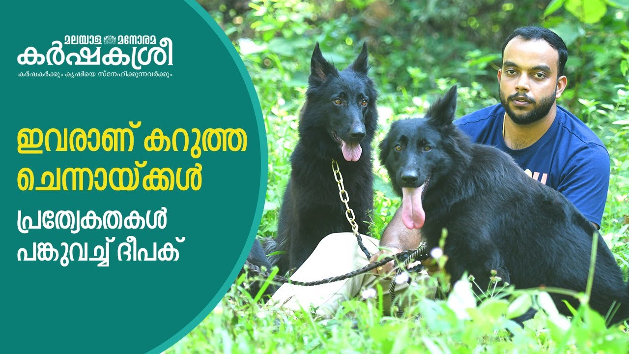 ജർമൻ ഷെപ്പേഡിലെ കരിമ്പുലികൾ | Black German Shepherd Dog | Karshakasree
