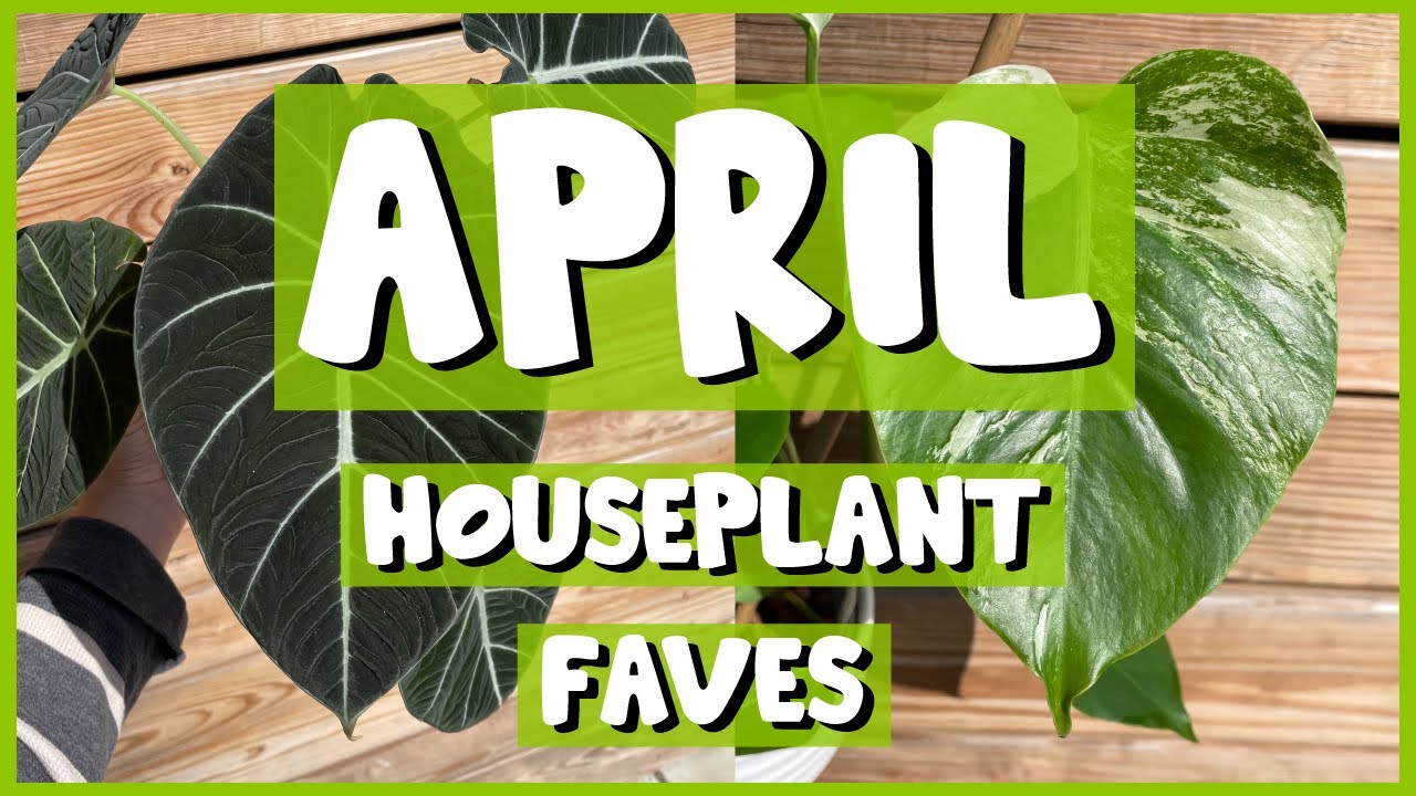 April FAVES! | I'm FINALLY back after a month!