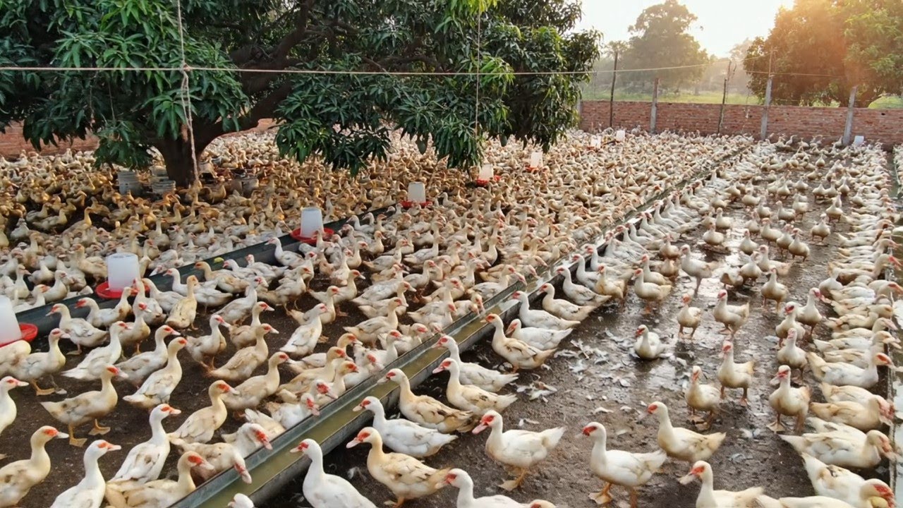 Muscovy Duck Farming Scaling Up from Backyard to Big Farm