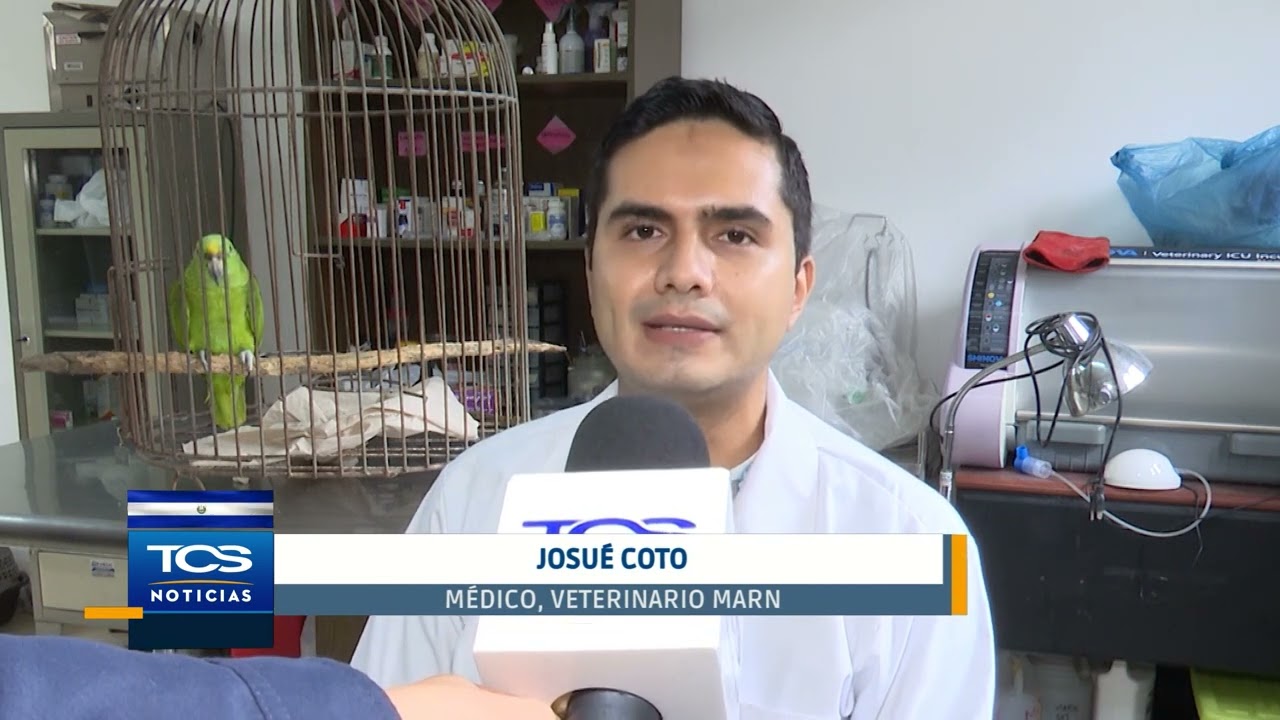 La lora Nuca Amarilla en peligro de extinción en El Salvador