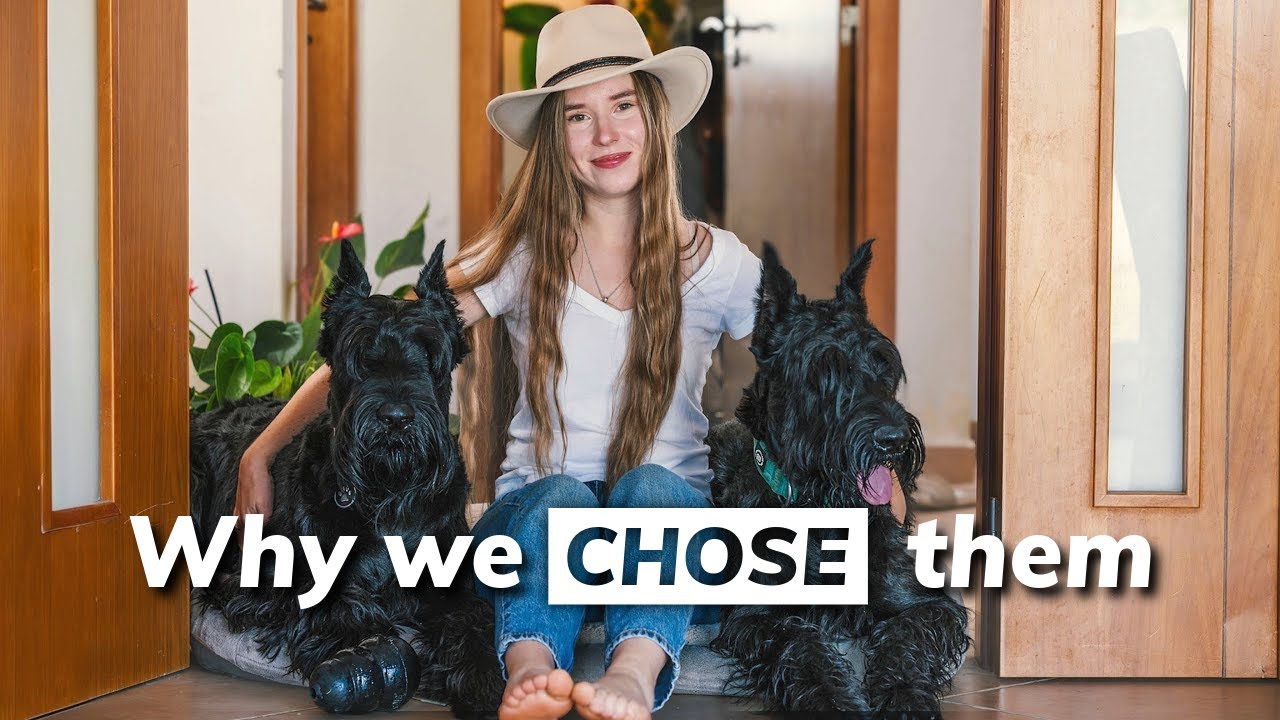 Why We Chose Giant Schnauzers? Our Journey with Arny and Sydney