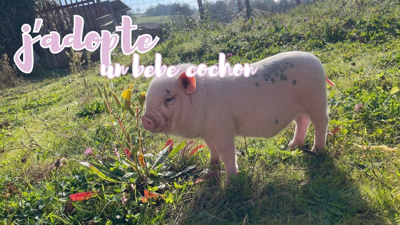 J'adopte un bébé cochon orphelin